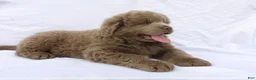 Newfoundland dogs for sale: Newfoundland Puppy 5 - Ad 3