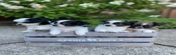 Chihuahua dogs for sale: AKC Chihuahua - Ad 4