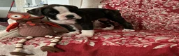 Boxer dogs for sale: Berlín  - Ad 8