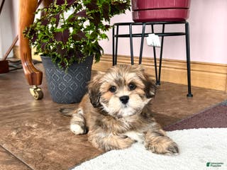Lhasa Apso dogs Teddy - Ad 1