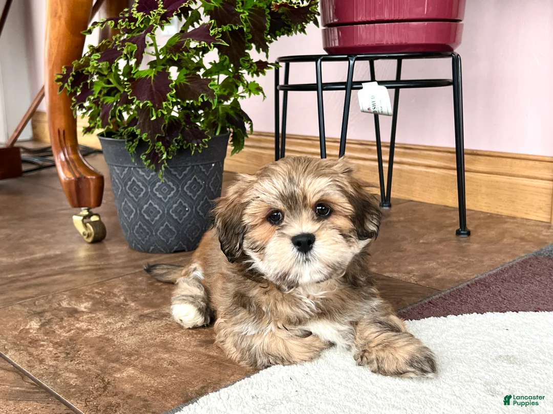 Lhasa Apso dogs for sale: Teddy - Ad 1