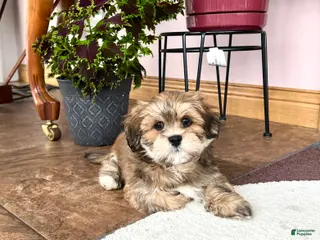 Lhasa Apso dogs Teddy - Ad 4