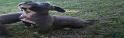 American Pit Bull Terrier dogs for sale: Pogo - Ad 3