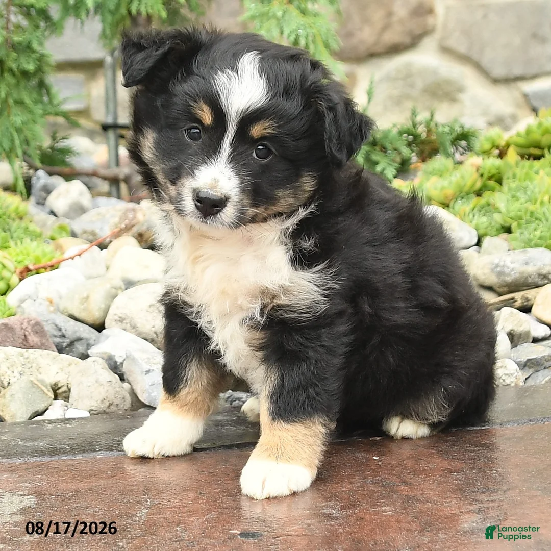 Mini Aussiedoodle dogs for sale: Joy - Ad 3