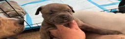 American Bully dogs for sale: American Bully Puppy NOVA - Ad 2