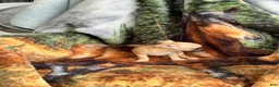 Chihuahua dogs for sale: Chihuahua Puppy 1 - Ad 5