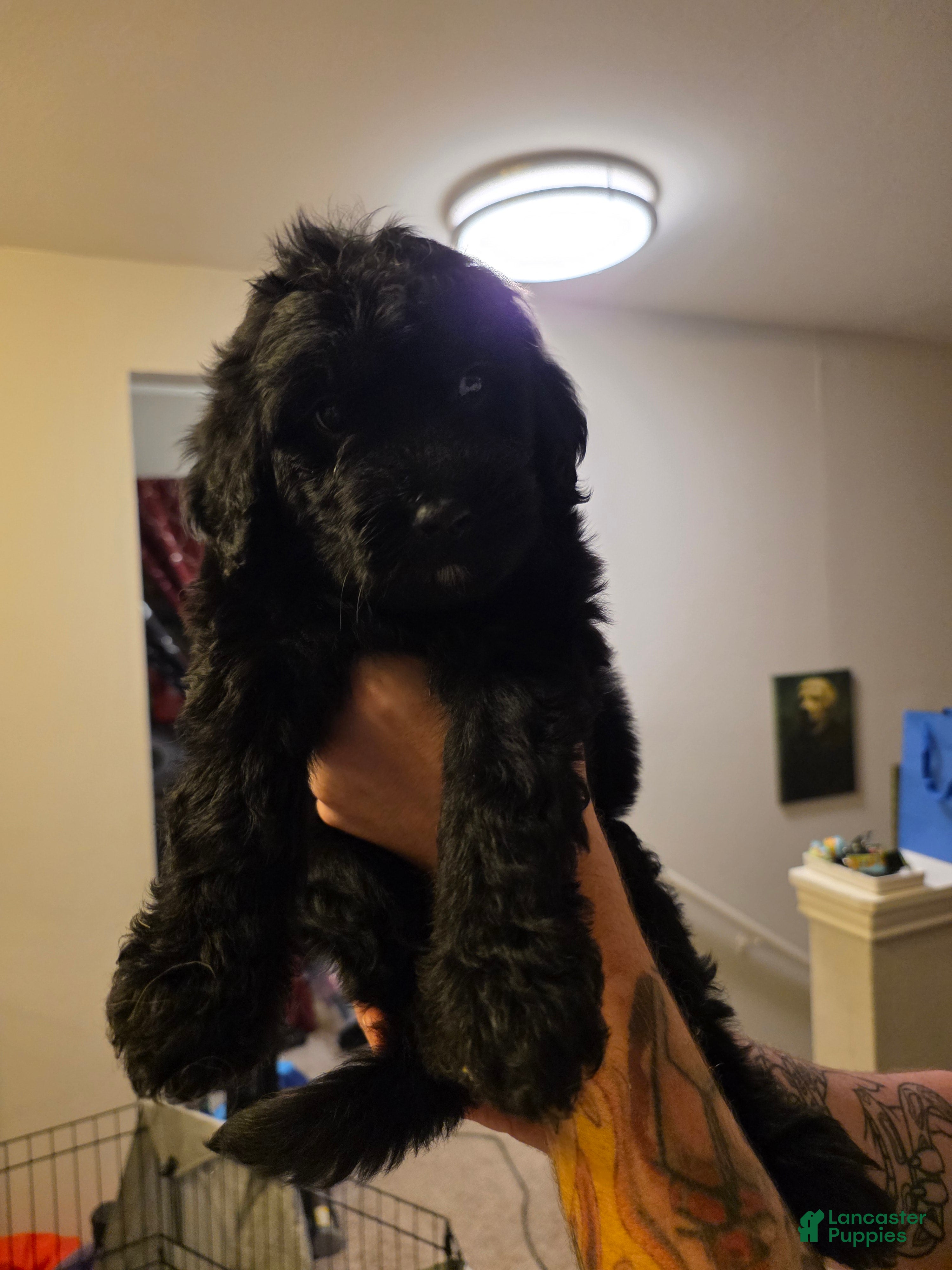 Mixed Breed dogs Cher - Ad 14