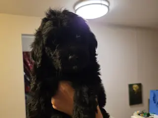 Mixed Breed dogs Cher - Ad 14