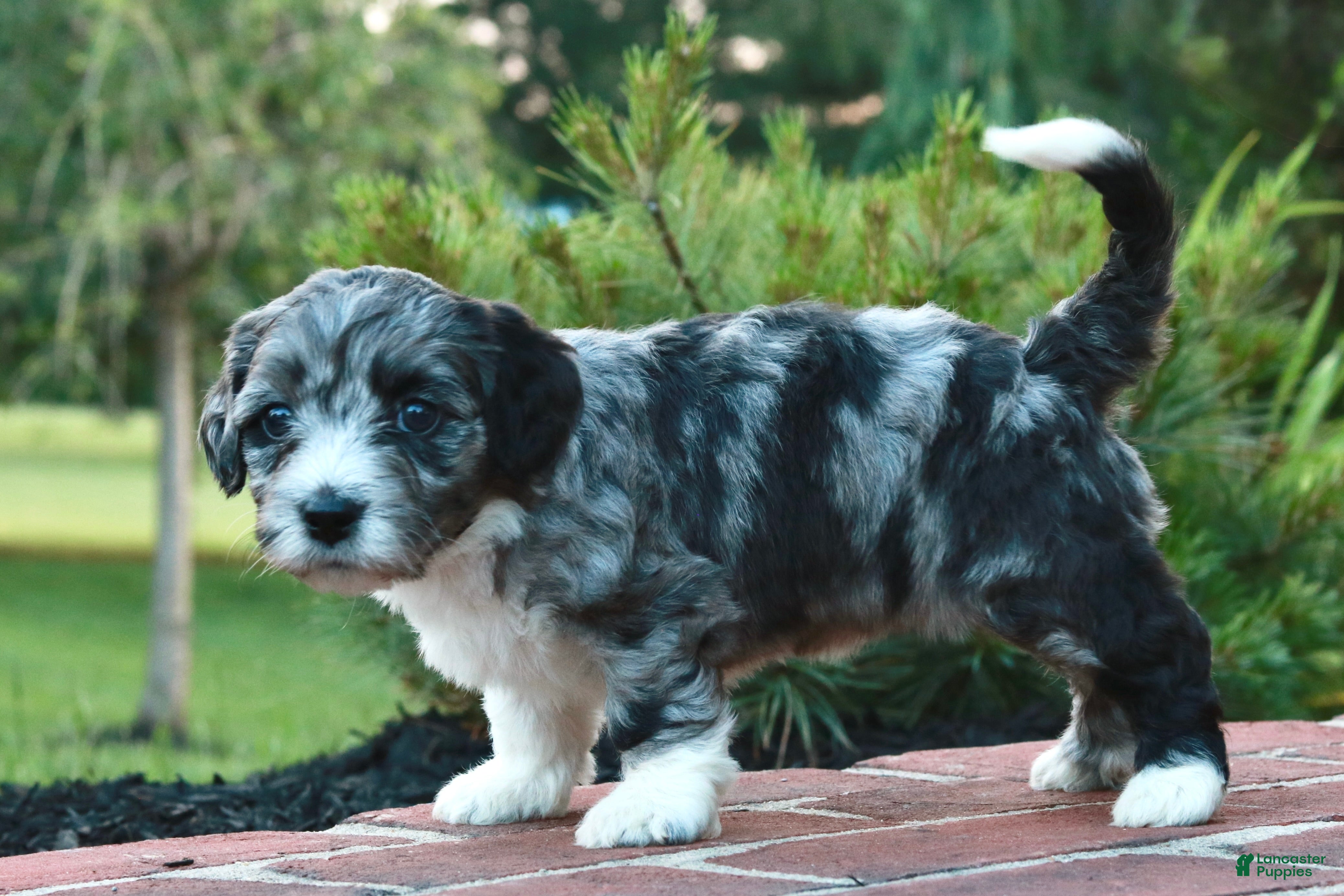 Mini Bernedoodle dogs Gita - Ad 1
