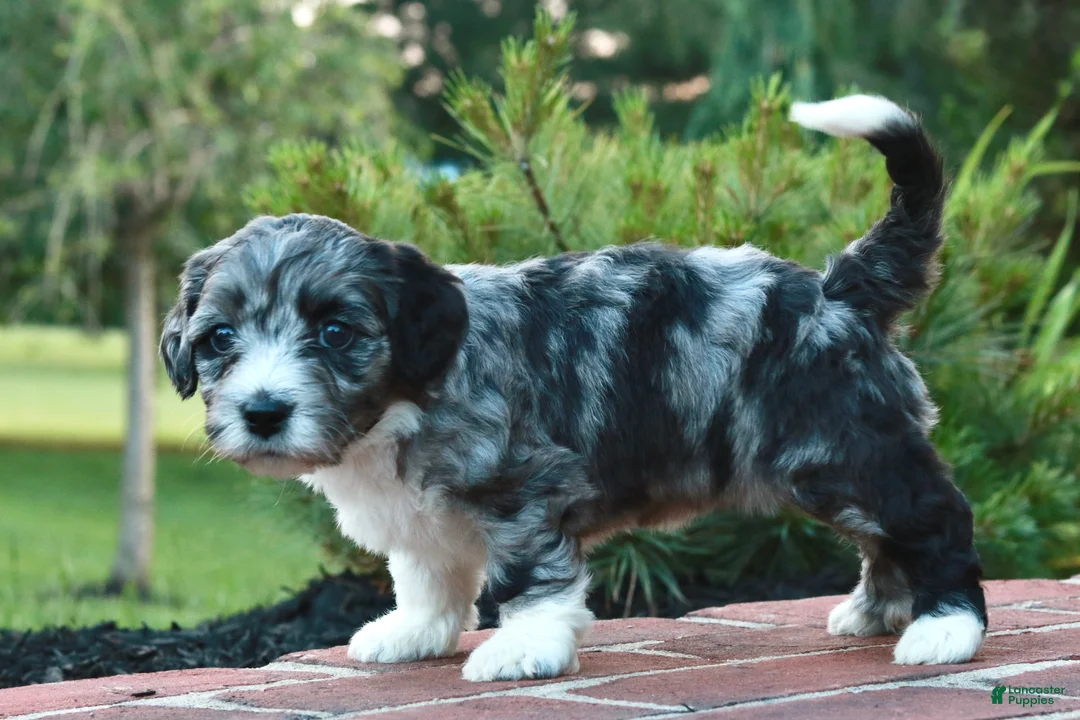 Mini Bernedoodle dogs for sale: Gita - Ad 1