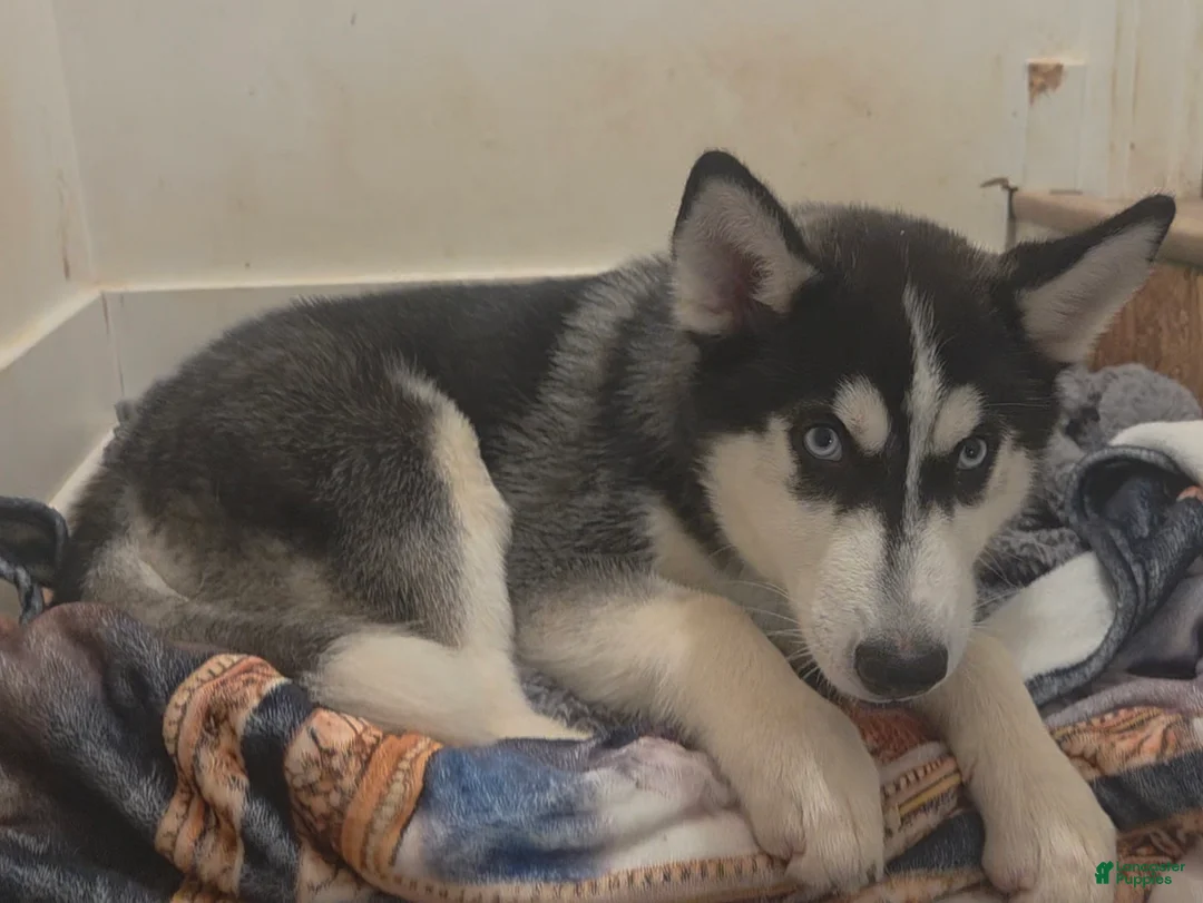 Siberian Husky dogs for sale: Bantu - Ad 2