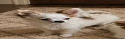 Chihuahua dogs for sale: Chihuahua 1 - Ad 4