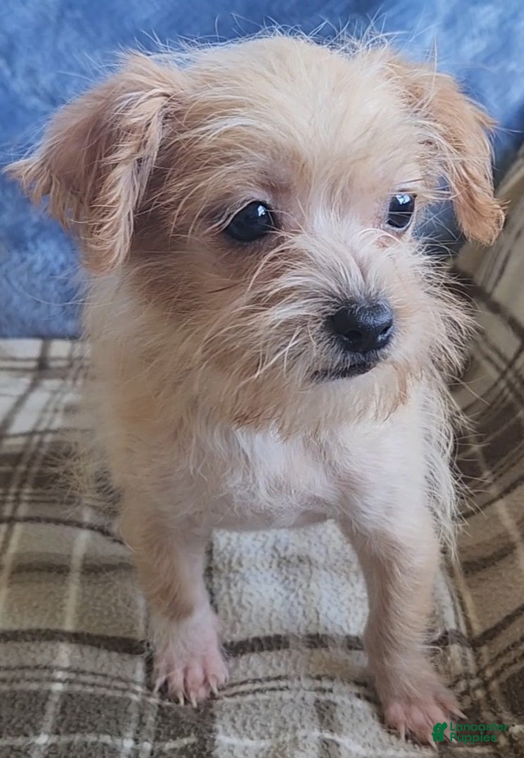 Mixed Breed dogs for sale: Maddie - Ad 15