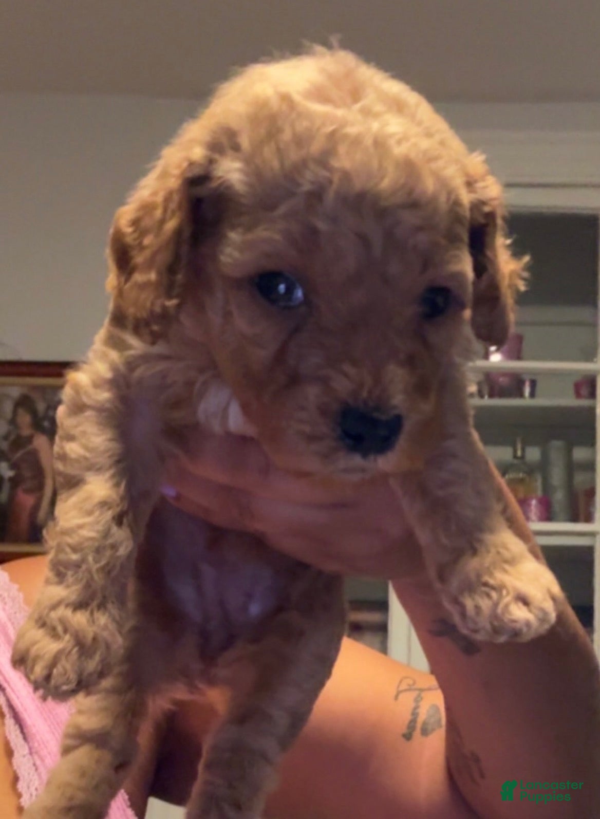 Mini Goldendoodle dogs Toy poodle  - Ad 23