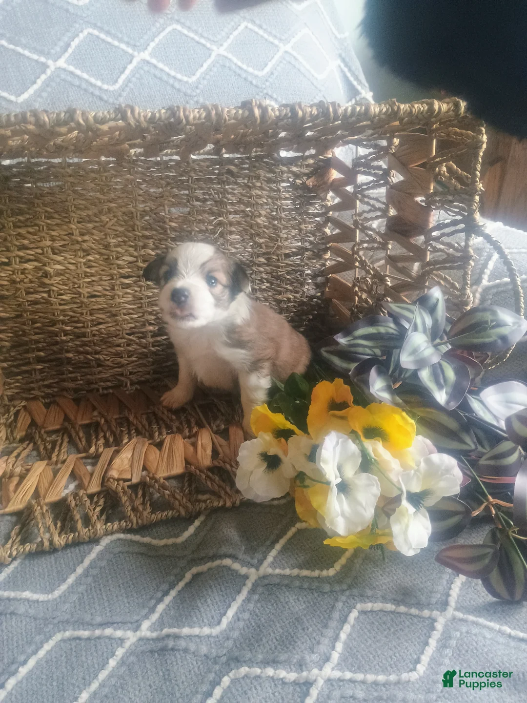 Mixed Breed dogs for sale: Mixed Breed Puppy 1 - Ad 1