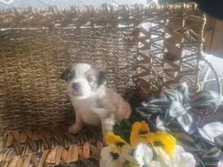 Mixed Breed dogs Mixed Breed Puppy 1 - Ad 31