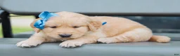 Golden Retriever dogs for sale: Atlee ACA Golden Retriever Pup - Ad 1
