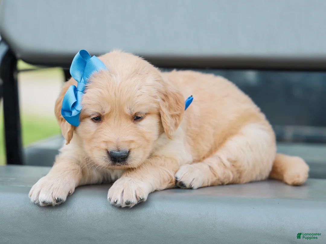 Golden Retriever dogs for sale: Atlee ACA Golden Retriever Pup - Ad 1
