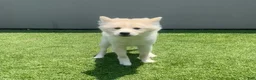 Alaskan Klee Kai dogs for sale: Lady Alona (Lady) - Ad 3