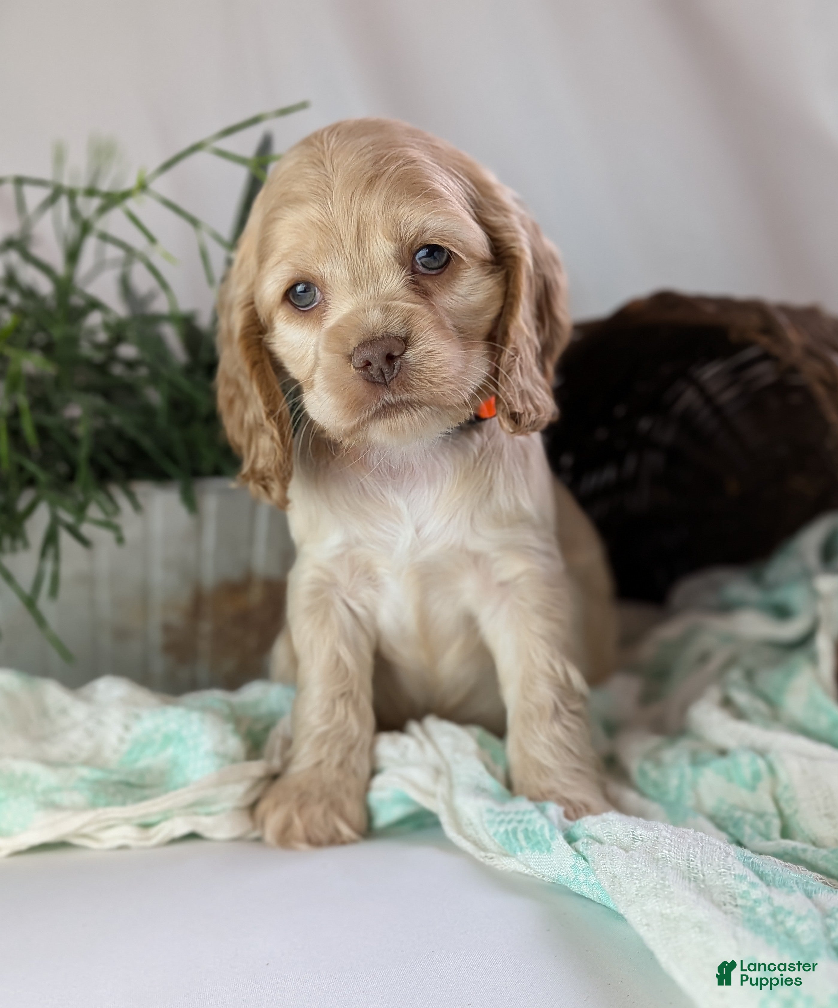 Cocker Spaniel dogs Zen - Ad 1