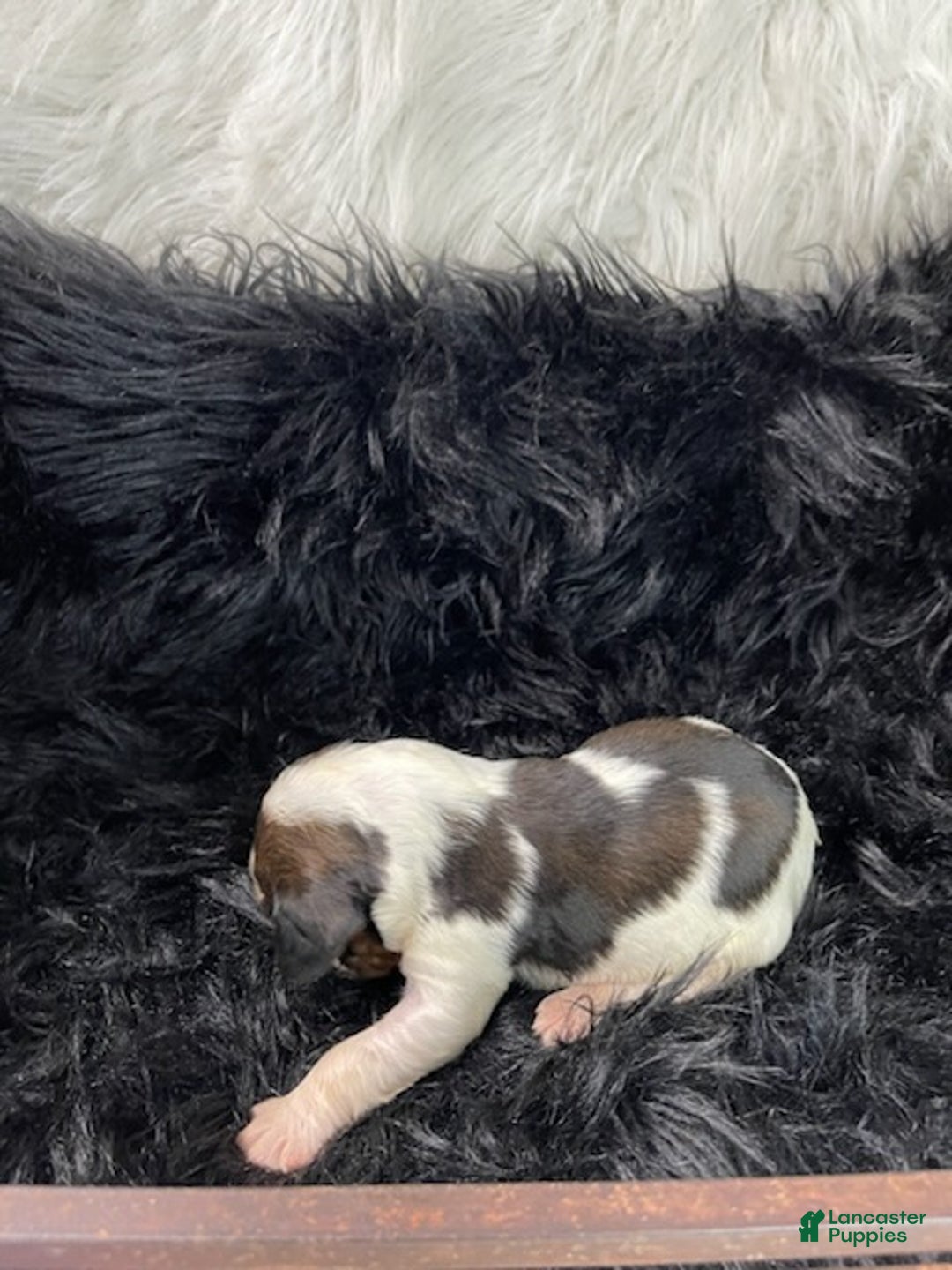 English Springer Spaniel dogs for sale: Gravy - Ad 3