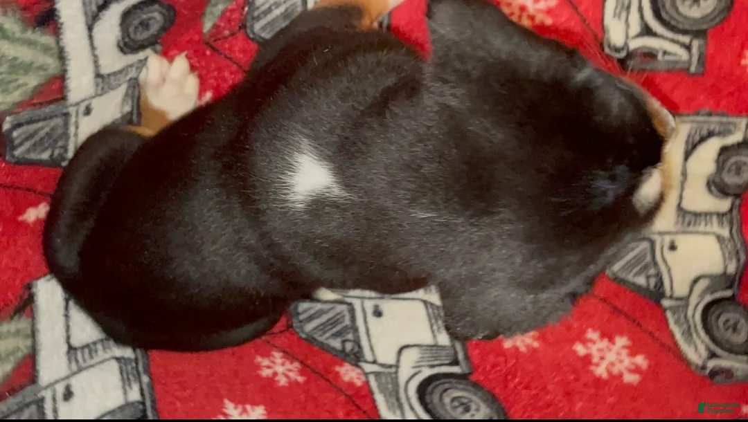 Greater Swiss Mountain Dog dogs for sale: Holly  - Ad 6