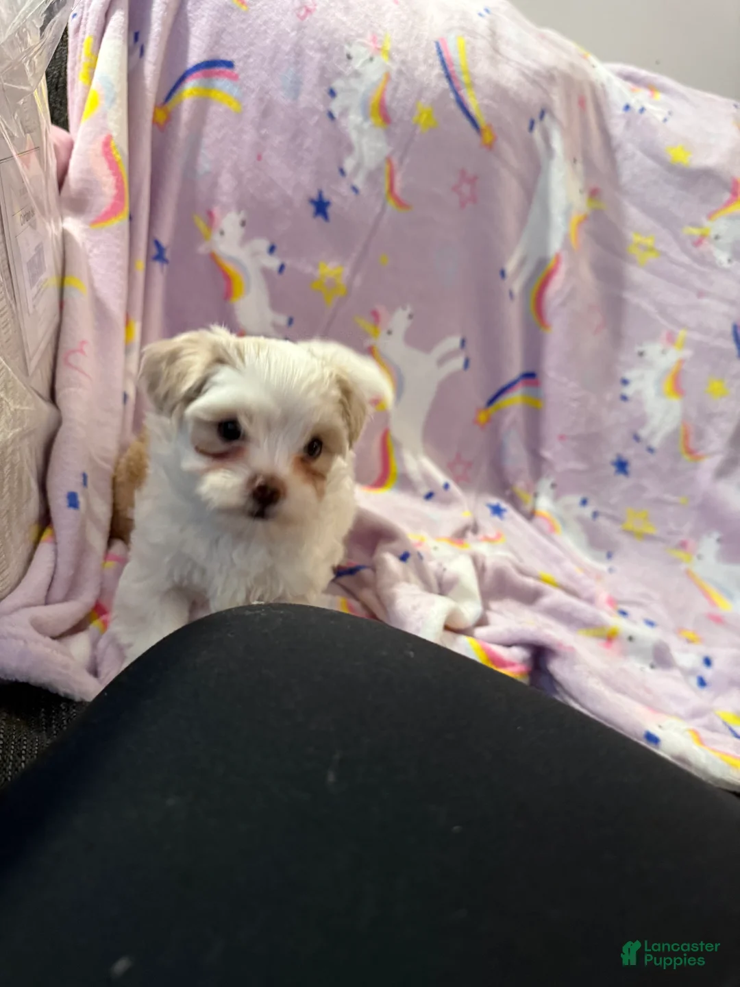 Maltipoo dogs for sale: Maltipoo Puppy 1 - Ad 2
