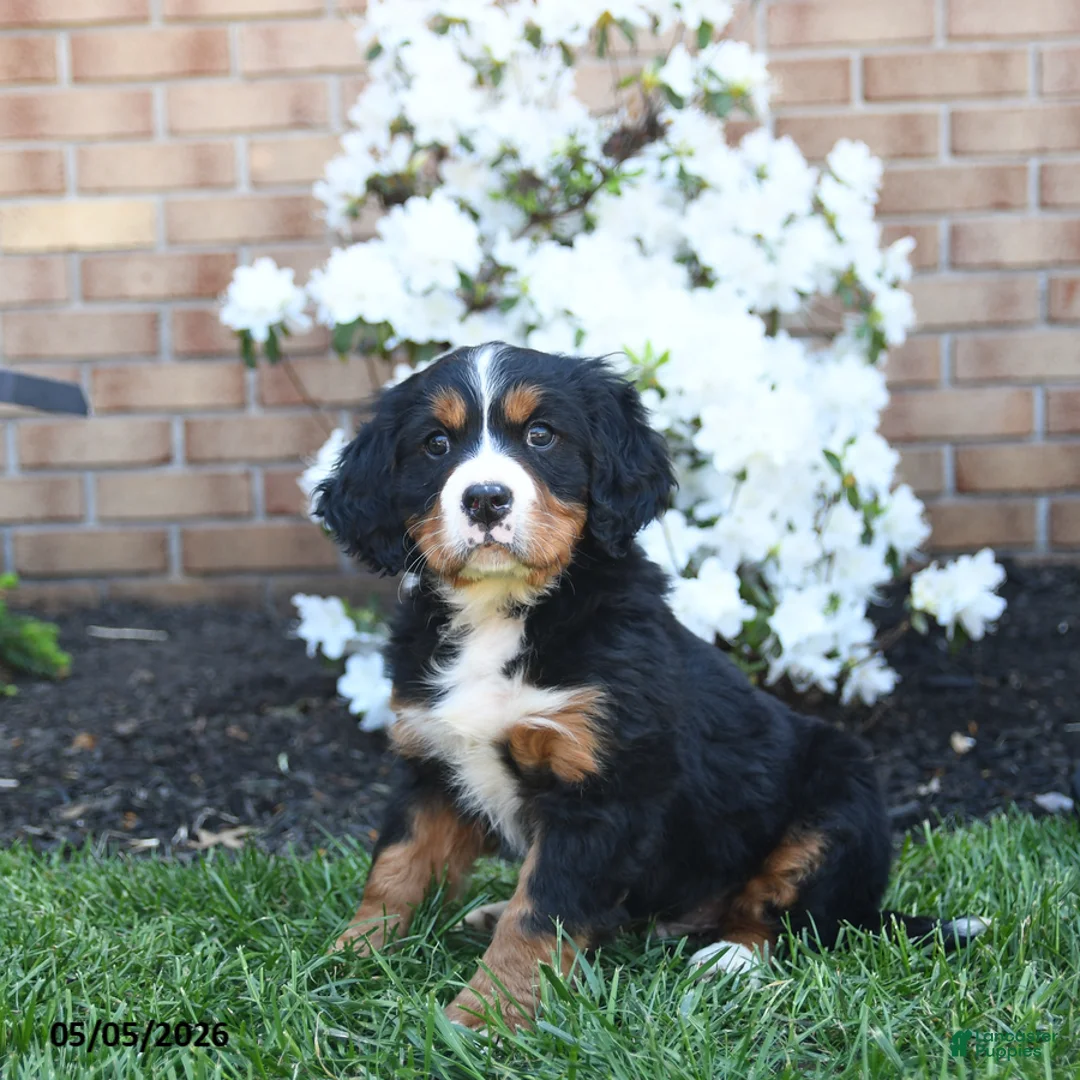 Miniature Bernese Mountain Dog dogs for sale: Dicky - Ad 1
