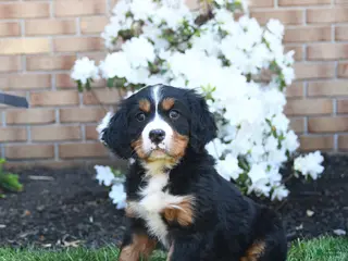 Miniature Bernese Mountain Dog dogs for sale: Dicky - Ad 1