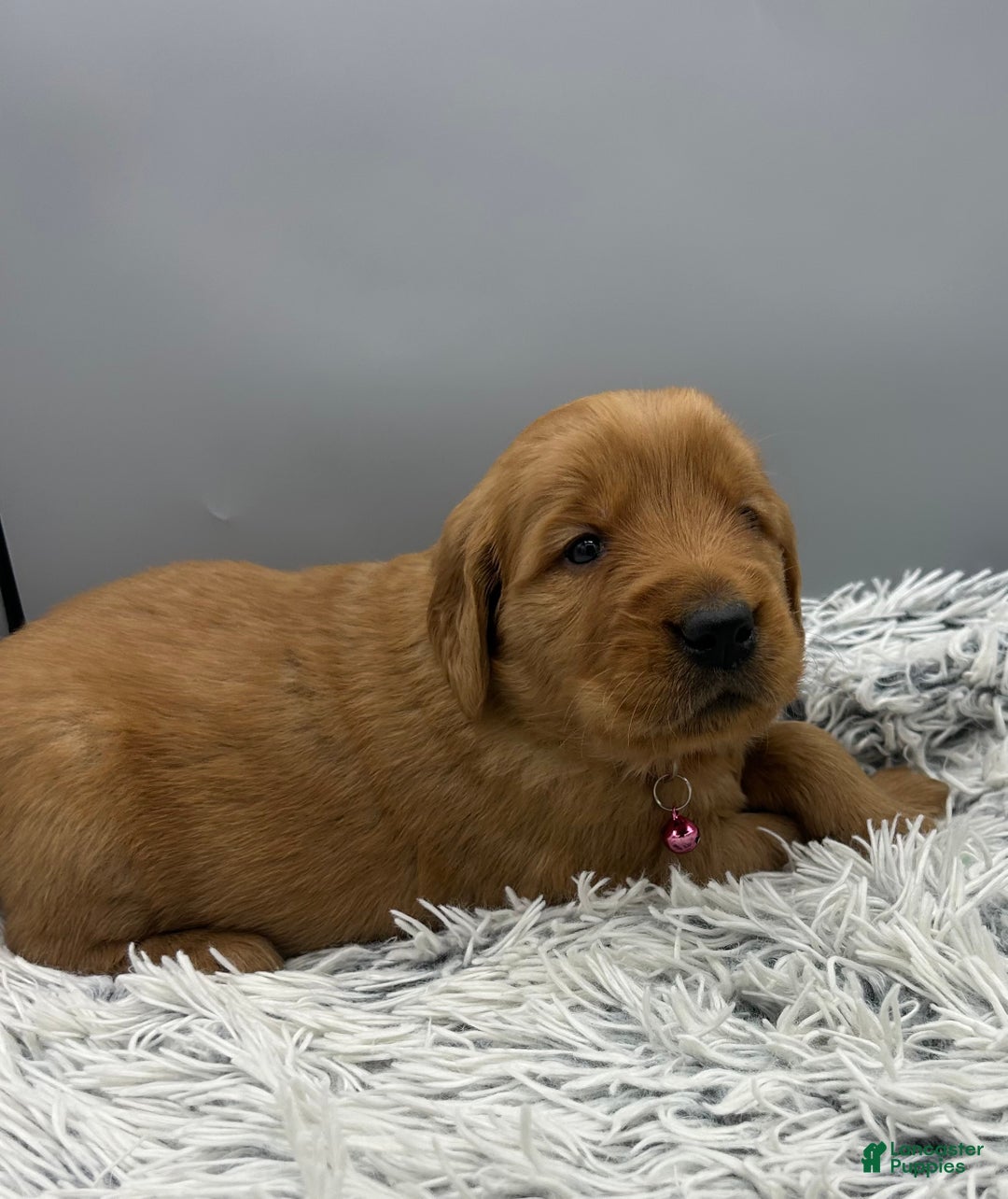Golden Retriever dogs for sale: Golden Retriever Puppy chloe - Ad 18