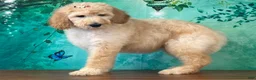 Goldendoodle dogs for sale: Duchess - Ad 1