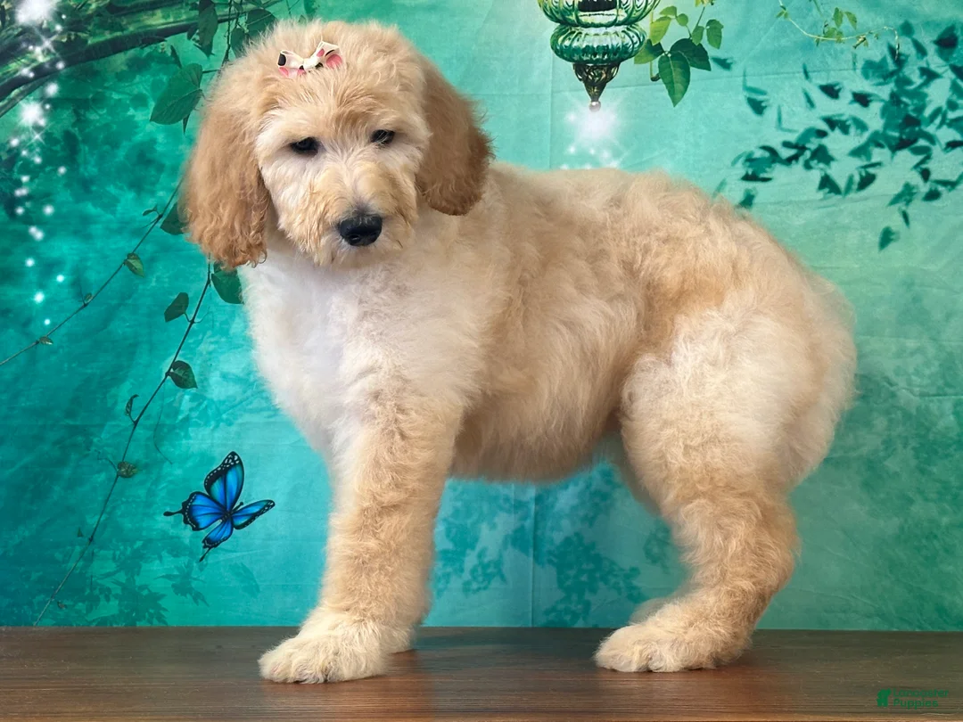 Goldendoodle dogs for sale: Duchess - Ad 1