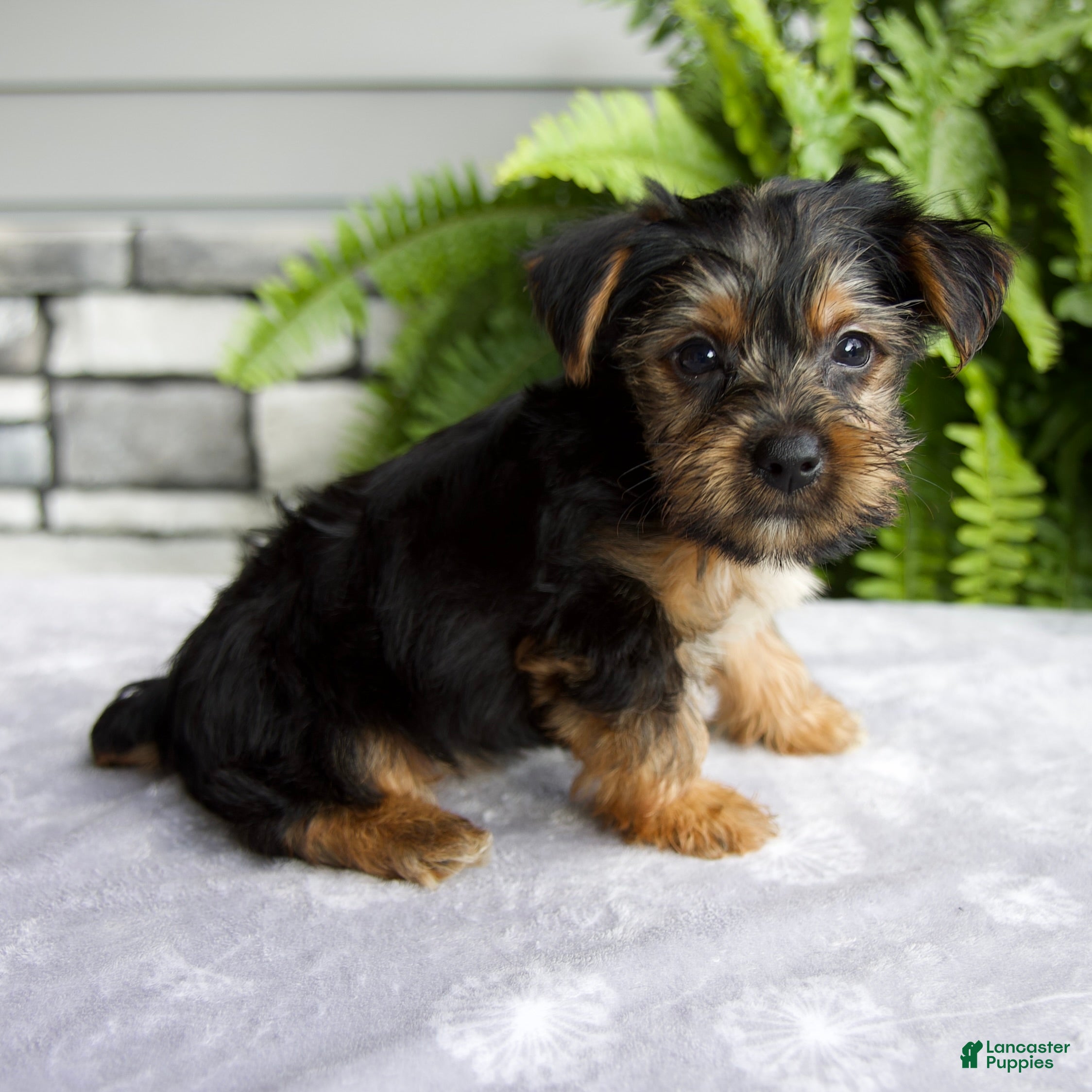 Yorkshire Terrier dogs Kendra - Ad 2