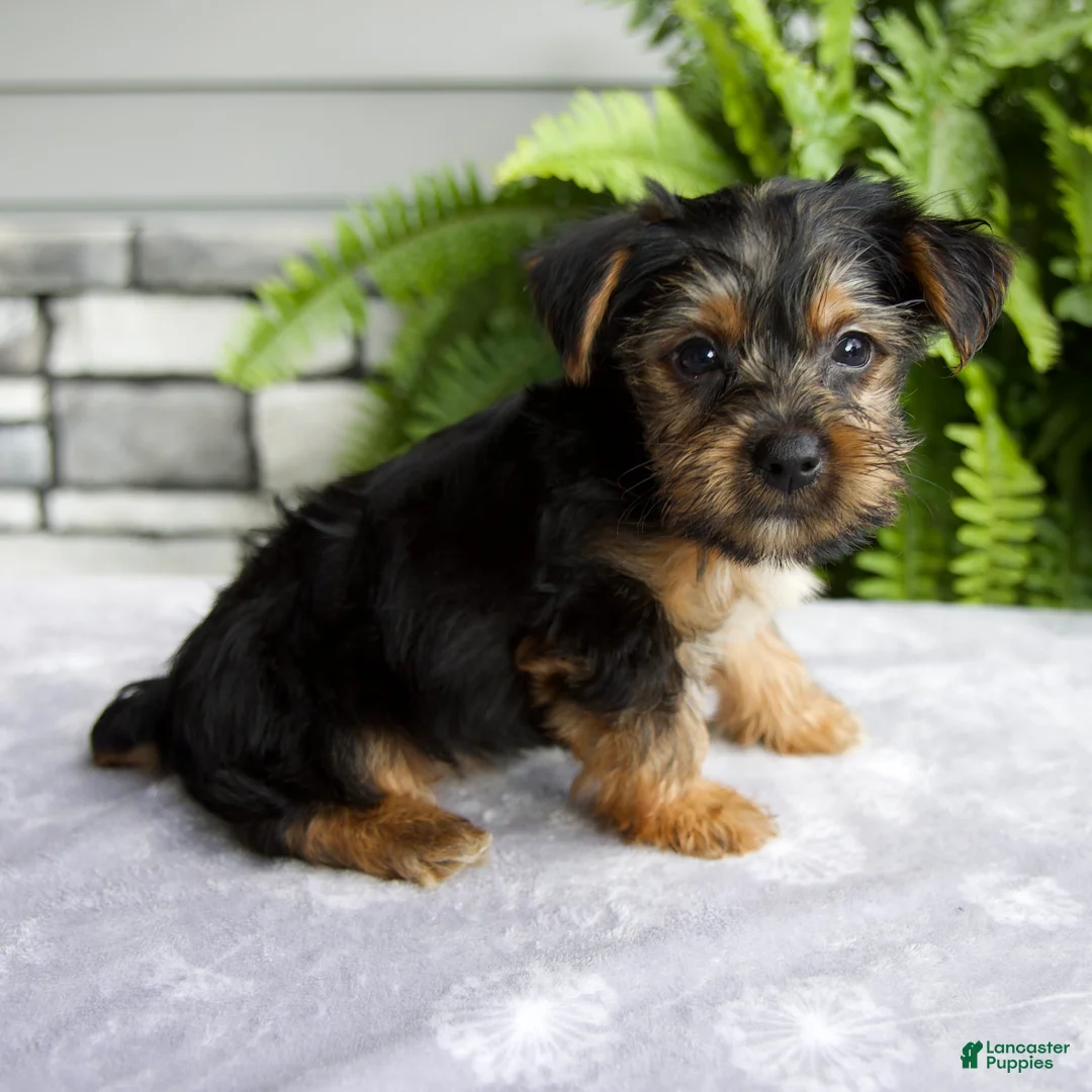 Yorkshire Terrier dogs for sale: Kendra - Ad 2