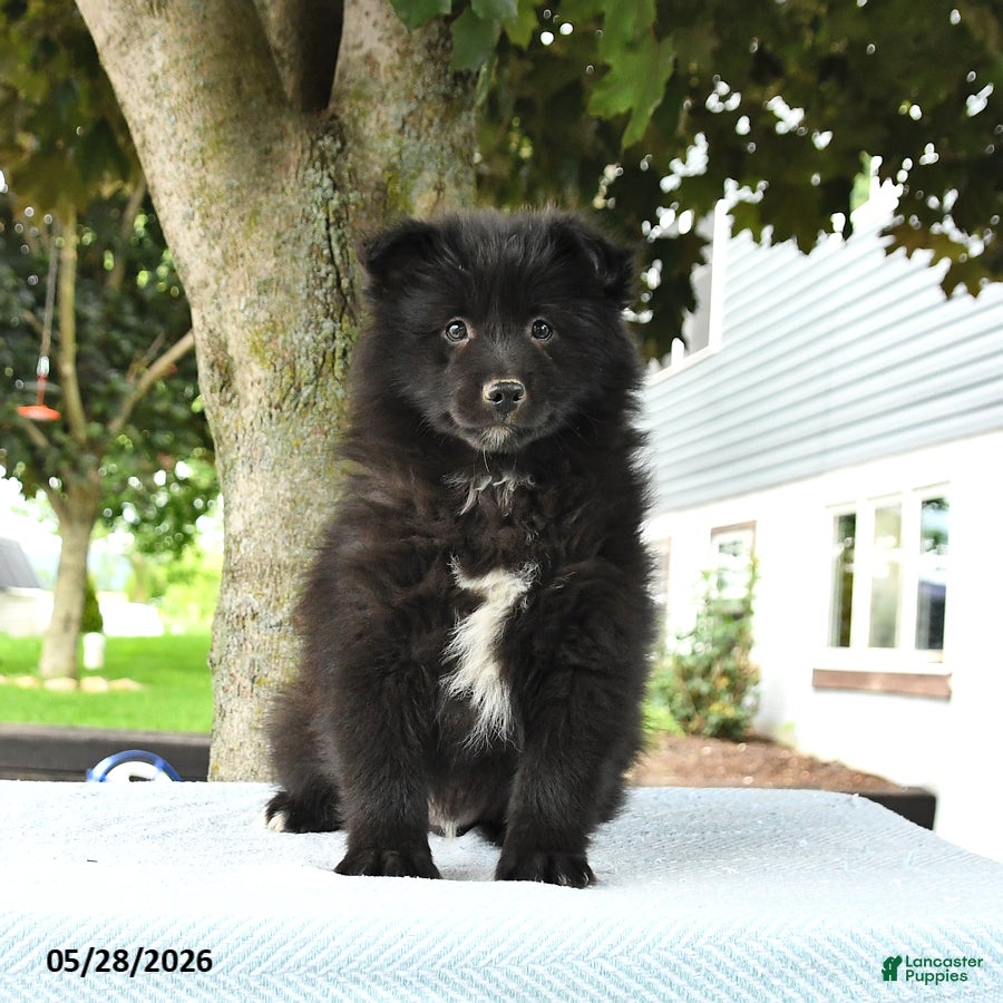 Pomsky dogs Gideon - Ad 1