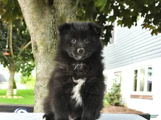 Pomsky dogs for sale: Gideon - Ad 4