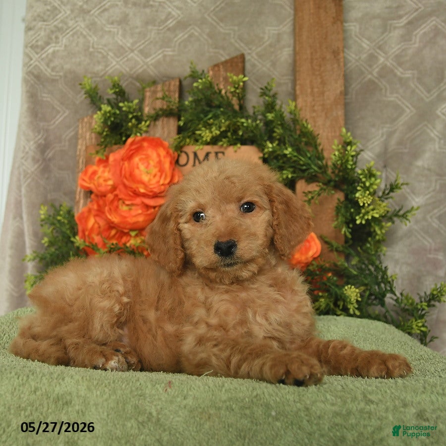Mini Goldendoodle dogs Holly - Ad 2