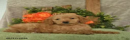 Mini Goldendoodle dogs for sale: Holly - Ad 2