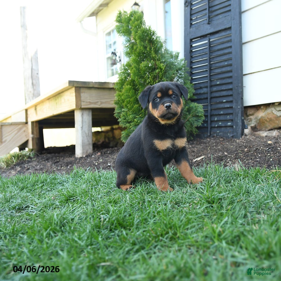 Rottweiler dogs Cotton - Ad 1