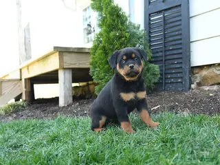 Rottweiler dogs for sale: Cotton - Ad 3