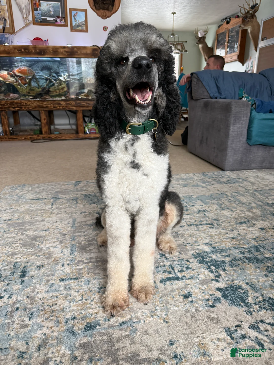 Standard Poodle dogs for sale:  Josie AKC IN HEAT - Ad 2