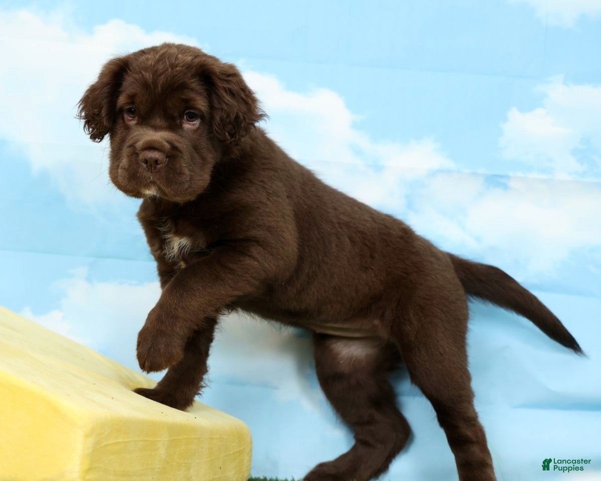 Mini Hippo dogs Alexa - Ad 1