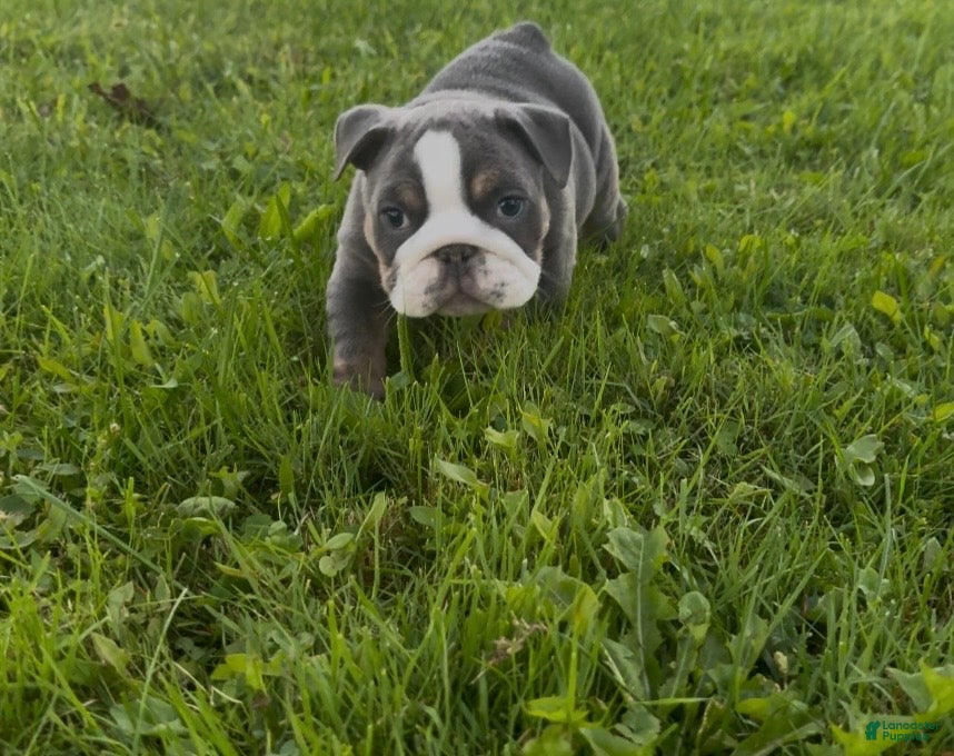 English Bulldog dogs for sale: Paris  - Ad 1