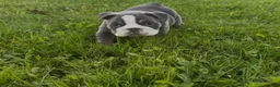 English Bulldog dogs for sale: Paris  - Ad 1