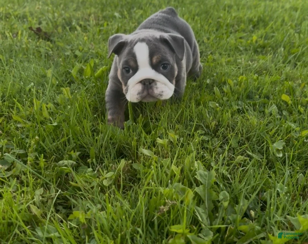 English Bulldog dogs for sale: Paris  - Ad 1