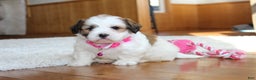 Teddy Bear dogs for sale: Lola - Ad 12