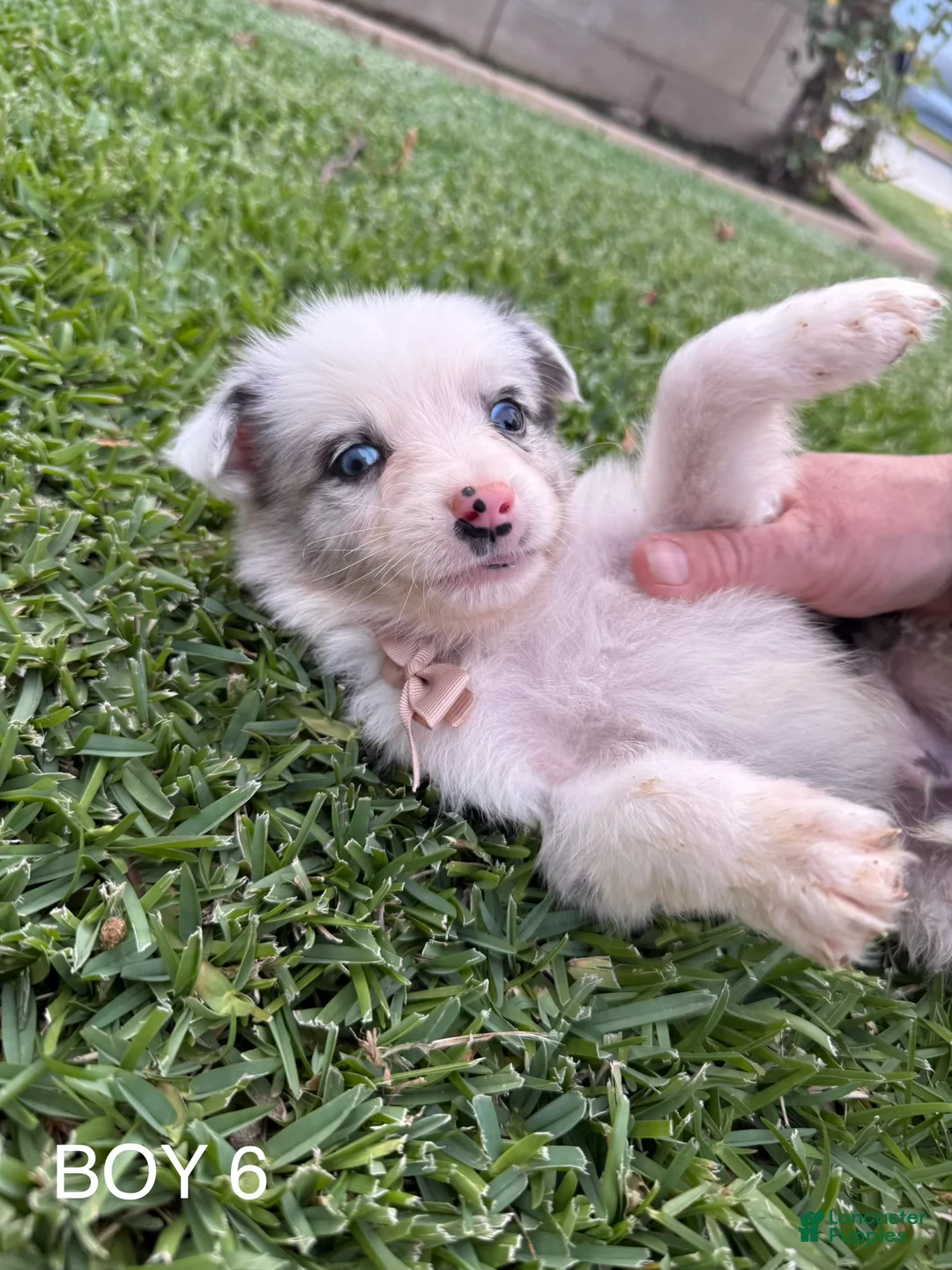 Australian Shepherd dogs for sale: Australian Shepherd Puppy 7 - Ad 1