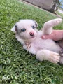 Australian Shepherd Puppy 7