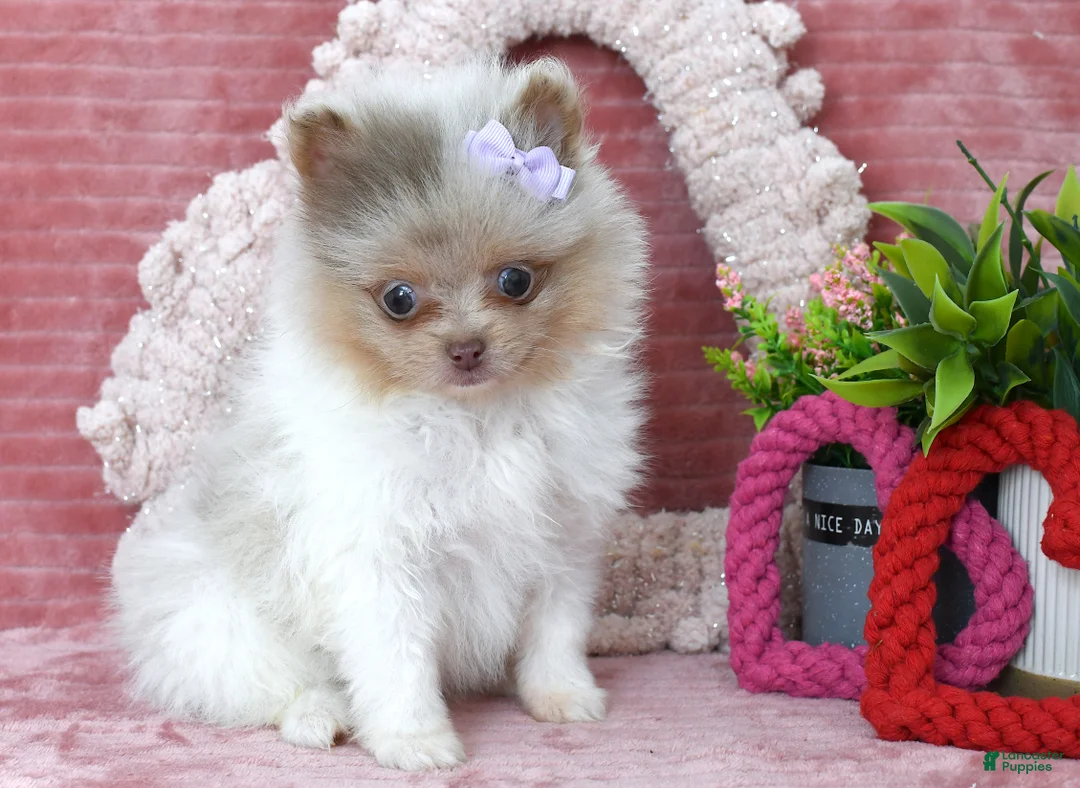 Pomeranian dogs for sale: Lexi - Ad 2