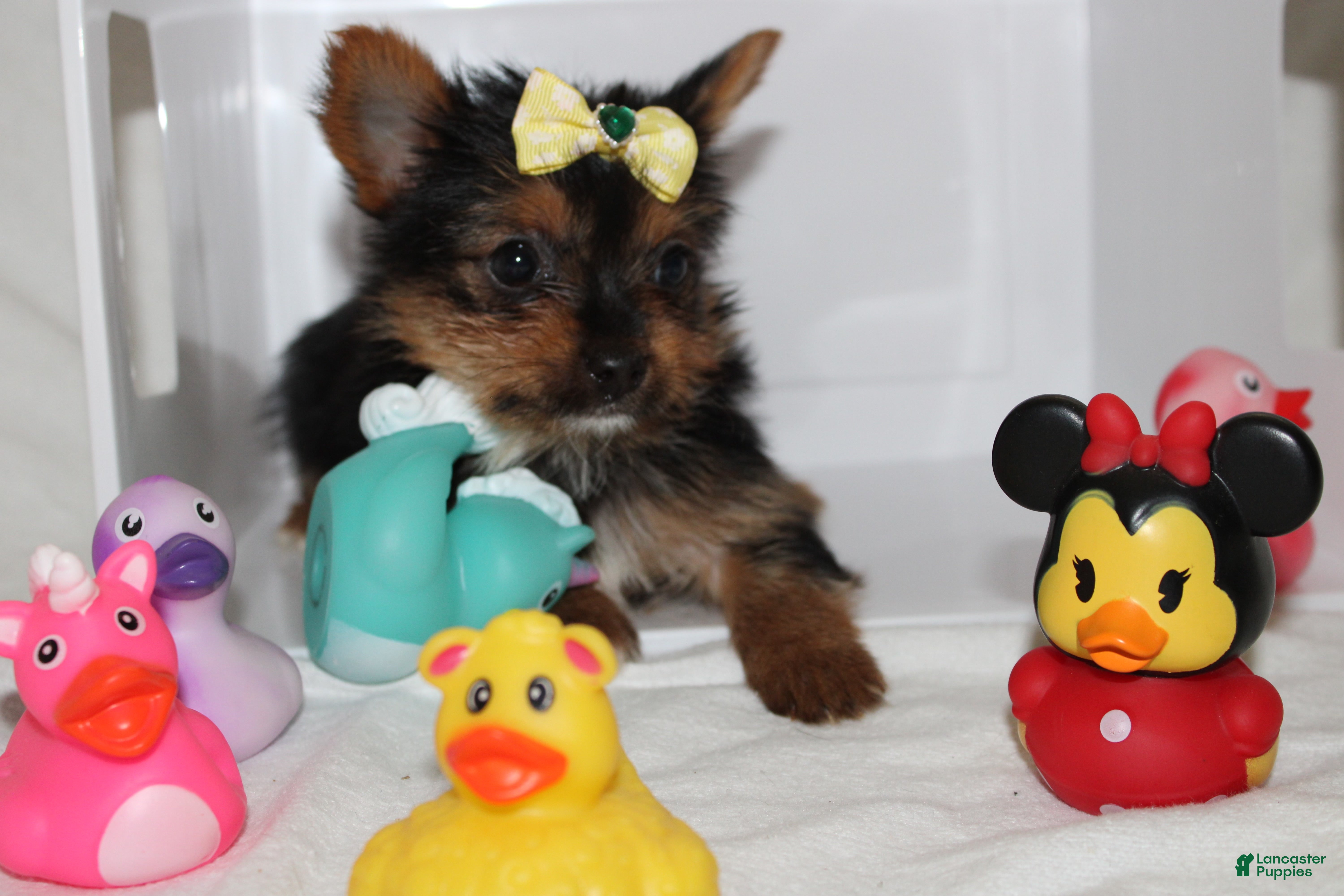 Yorkshire Terrier dogs for sale: Zoey  - Ad 2